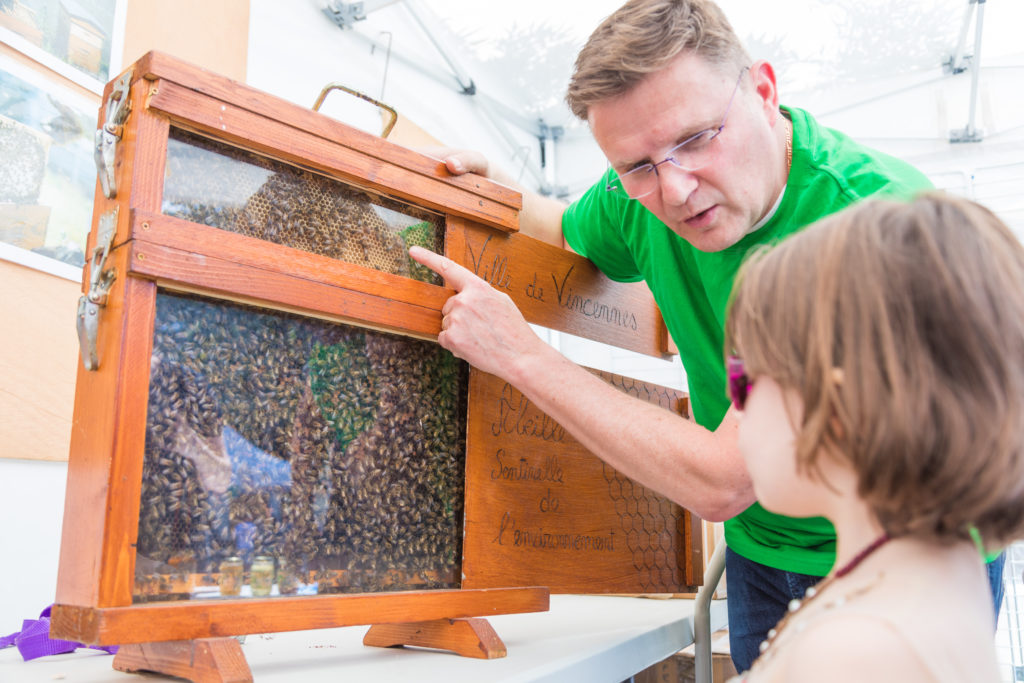 découverte abeilles