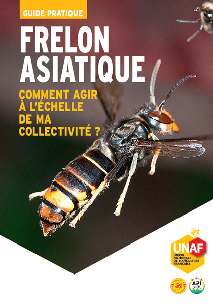 comment luttre frelon asiatique